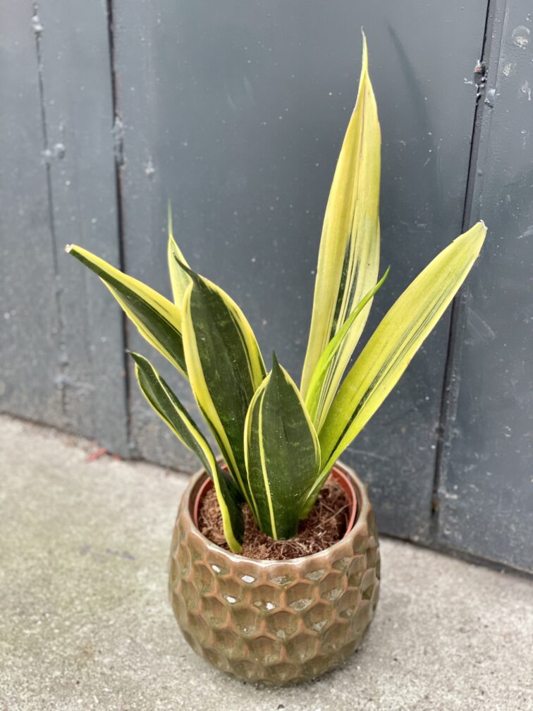 Zdjęcie doniczki lub oslonki: Osłonka Bartnik 13x15 cm, ujęcie 2