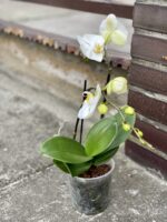 Zdjęcie rośliny Phalaenopsis compacto, ujęcie 3