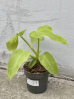 Zdjęcie rośliny Philodendron bipennifolium aurea Yellow Violin, ujęcie 3