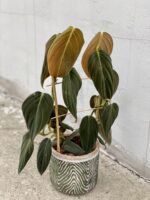 Zdjęcie rośliny Philodendron gigas, ujęcie 1
