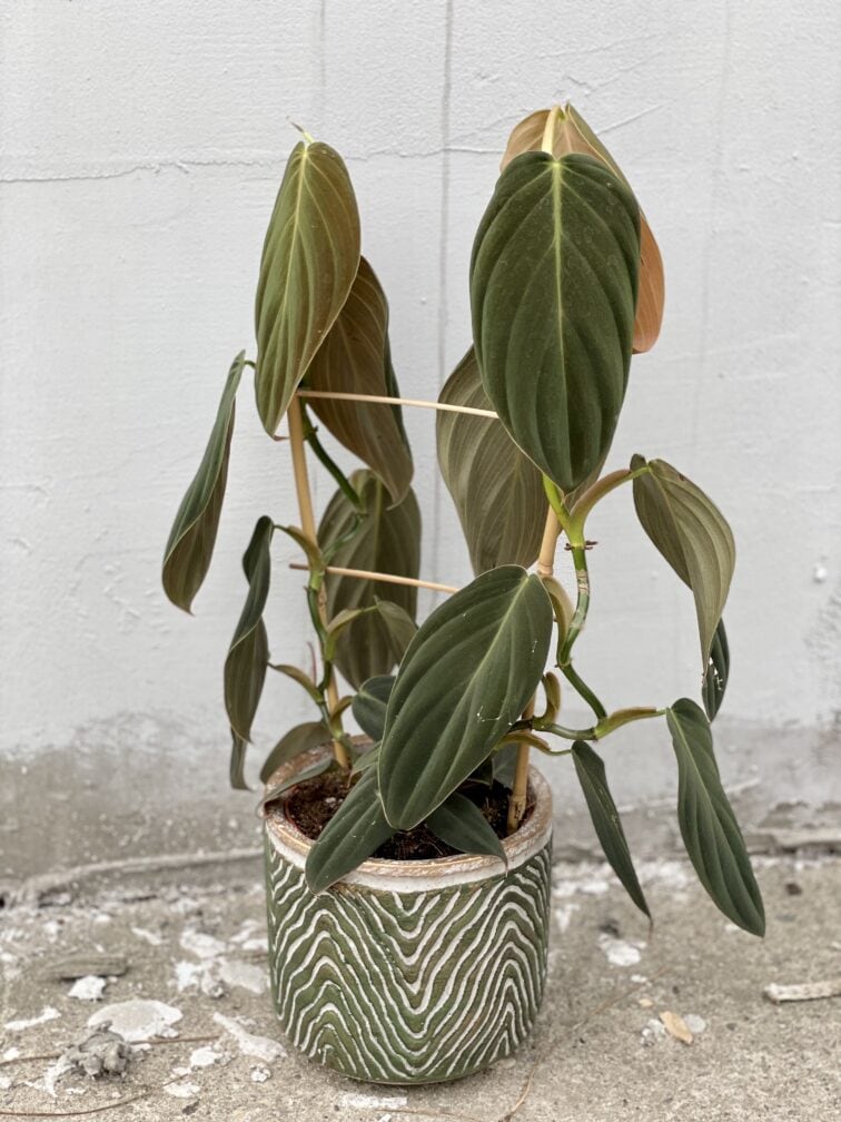 Zdjęcie rośliny Philodendron gigas, ujęcie 3