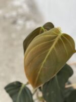 Zdjęcie rośliny Philodendron gigas, ujęcie 4