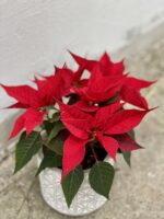 Zdjęcie rośliny Poinsettia pulcherrima Christmas Feelings (Gwiazda Betlejemska), ujęcie 1