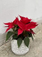Zdjęcie rośliny Poinsettia pulcherrima Christmas Feelings (Gwiazda Betlejemska), ujęcie 2