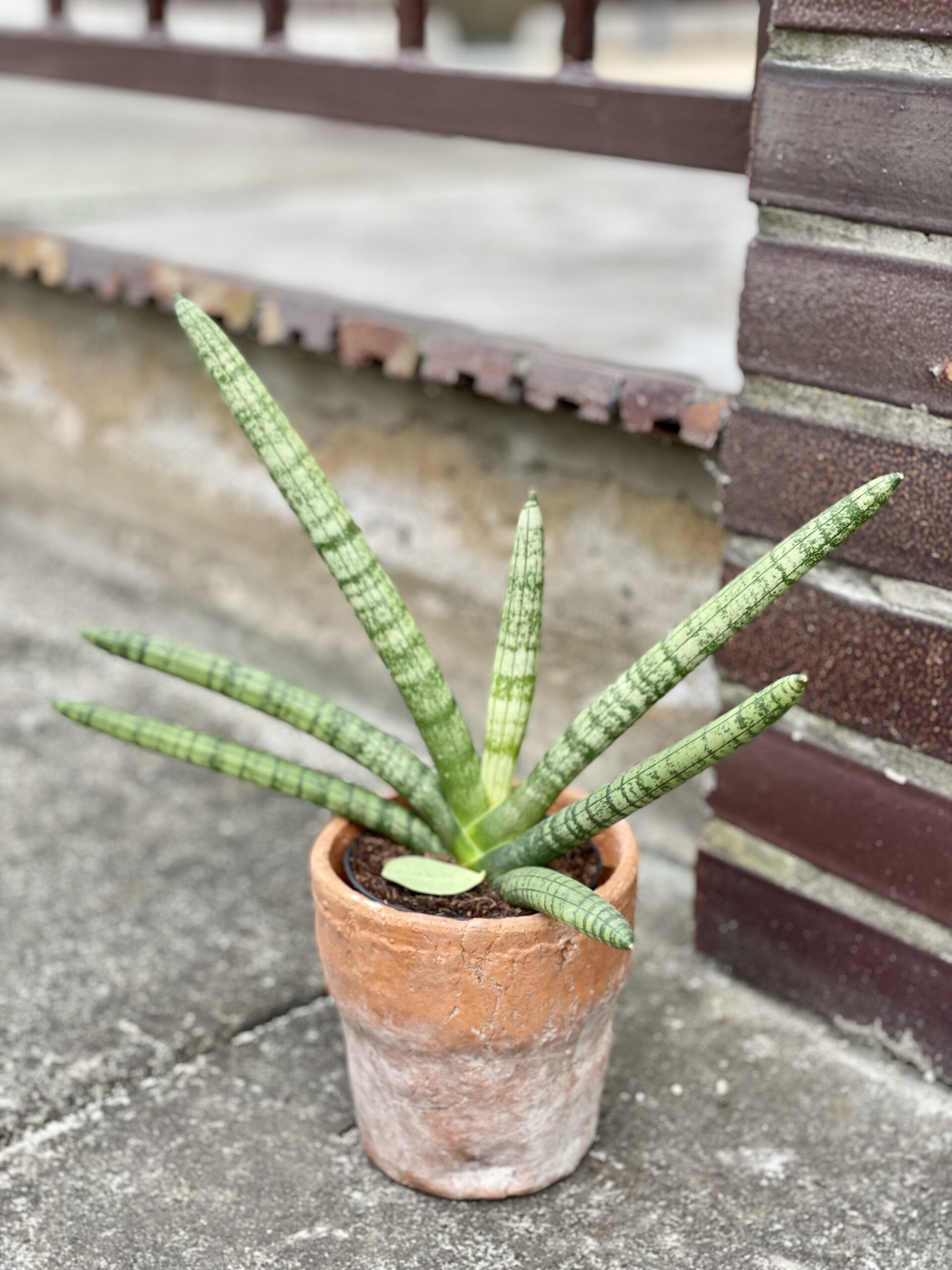 Zdjęcie rośliny Sansevieria cylindrica Tiara Platinum, ujęcie 1