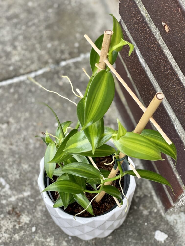 Zdjęcie rośliny Vanilla Planifolia Variegata, ujęcie 1