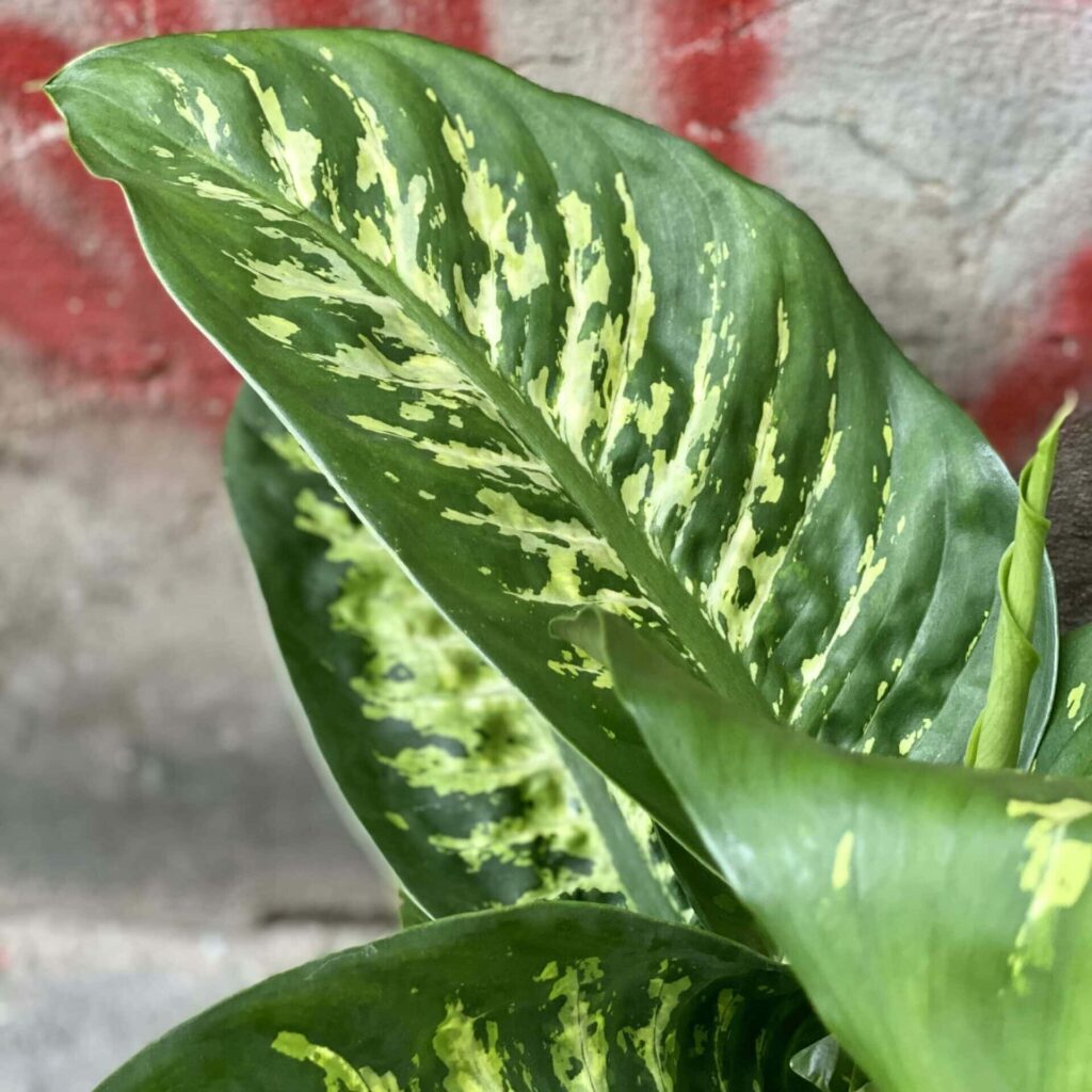 Dieffenbachia Tropic Snow zdjęcie rośliny doniczkowej domowej