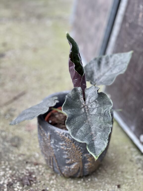 Zdjęcie rośliny Alocasia Antoro velvet, ujęcie 1