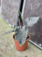 Zdjęcie rośliny Alocasia Antoro velvet, ujęcie 2