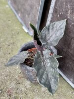 Zdjęcie rośliny Alocasia Antoro velvet, ujęcie 4