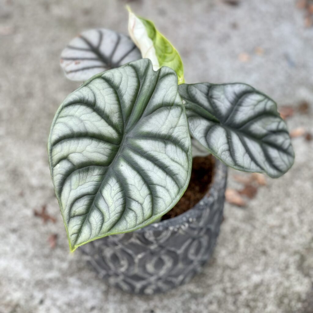 zdjęcie srebrna roślina alokazja silver dragon