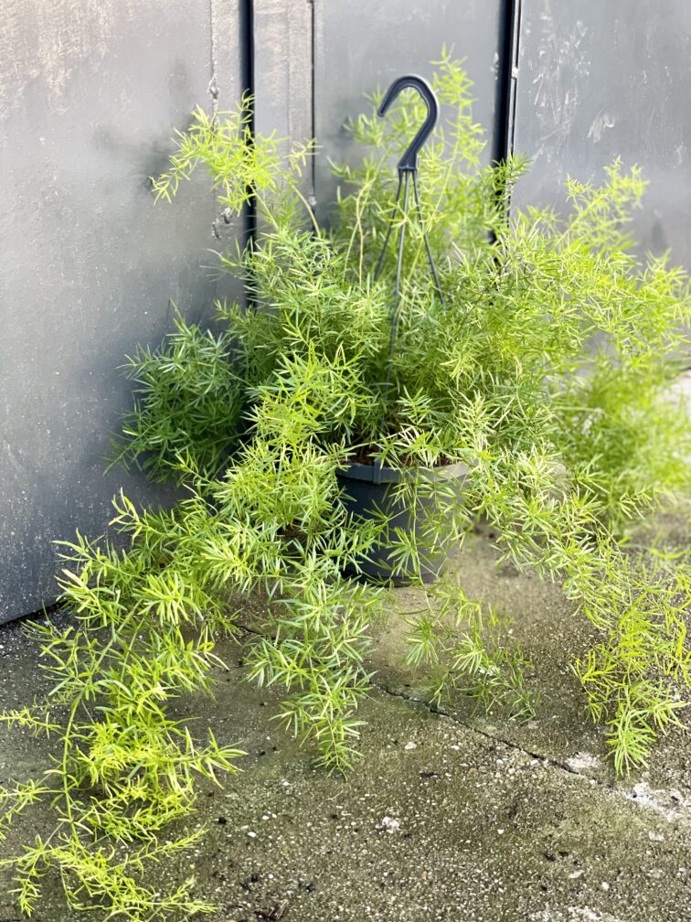 Zdjęcie rośliny Asparagus densiflorus "Sprengeri", ujęcie 1