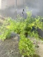 Zdjęcie rośliny Asparagus densiflorus "Sprengeri", ujęcie 2