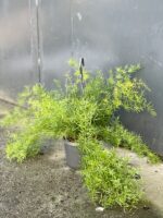 Zdjęcie rośliny Asparagus densiflorus "Sprengeri", ujęcie 3
