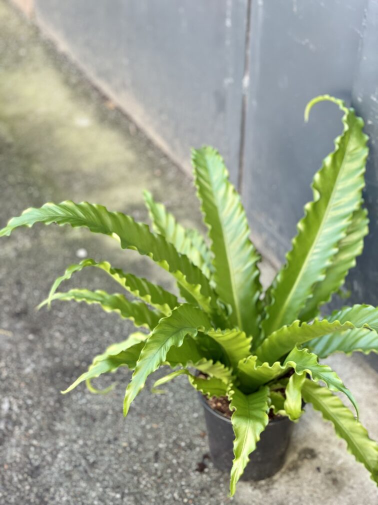 Zdjęcie rośliny Asplenium Osaca, ujęcie 3