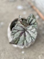 Zdjęcie rośliny Begonia Rex (Begonia królewska), ujęcie 2