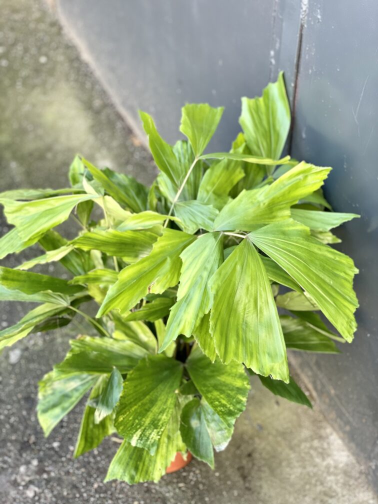 Zdjęcie rośliny Caryota mitis, ujęcie 1