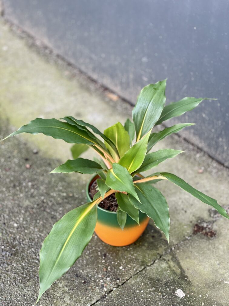Zdjęcie rośliny Chlorophytum Green Orange w osłonce (Zielistka), ujęcie 1