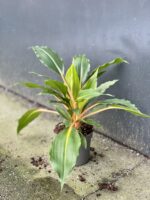 Zdjęcie rośliny Chlorophytum Green Orange w osłonce (Zielistka), ujęcie 2
