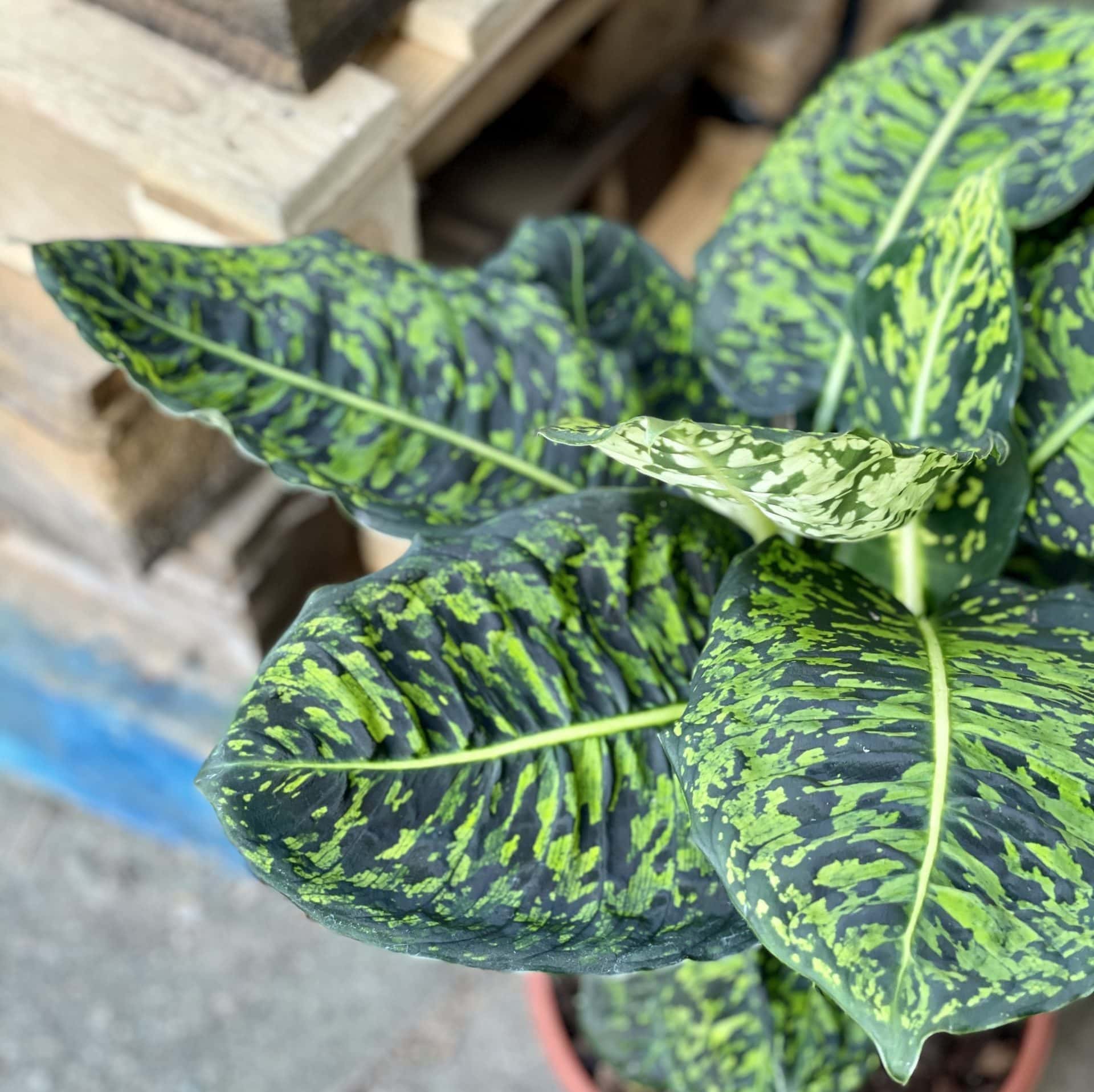 Dieffenbachia (difenbachia) Reflector zdjęcie rośliny doniczkowej