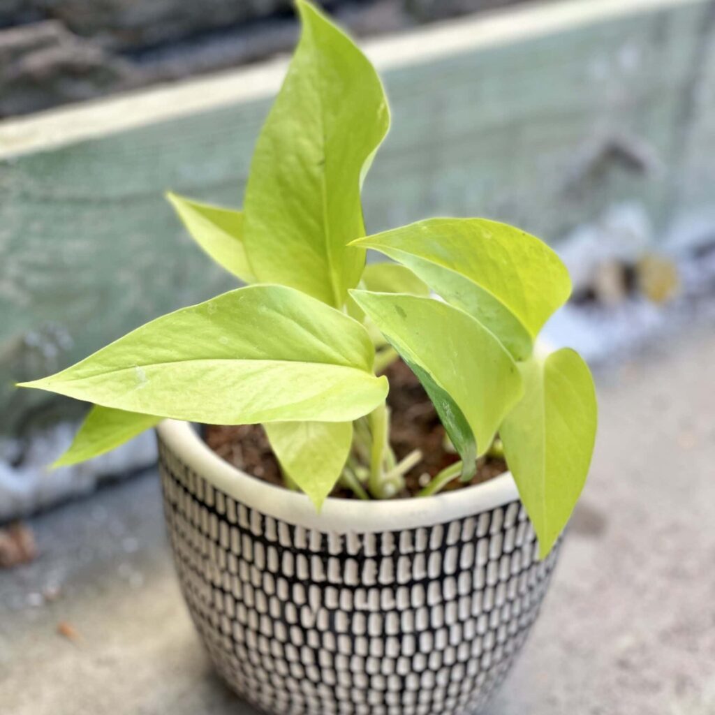 Zdjęcie pnącza epipremnum golden pothos (neon) roślina doniczkowa