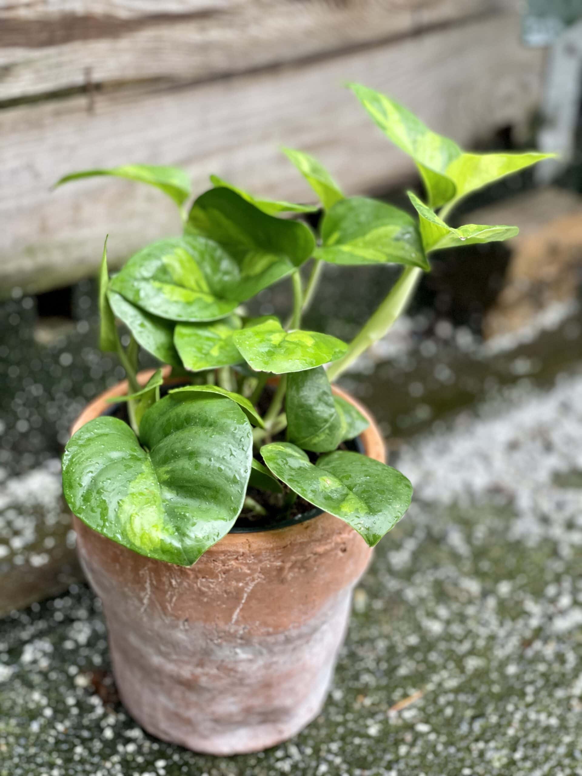 Epipremnum pinnatum Global Green - Jungle Boogie