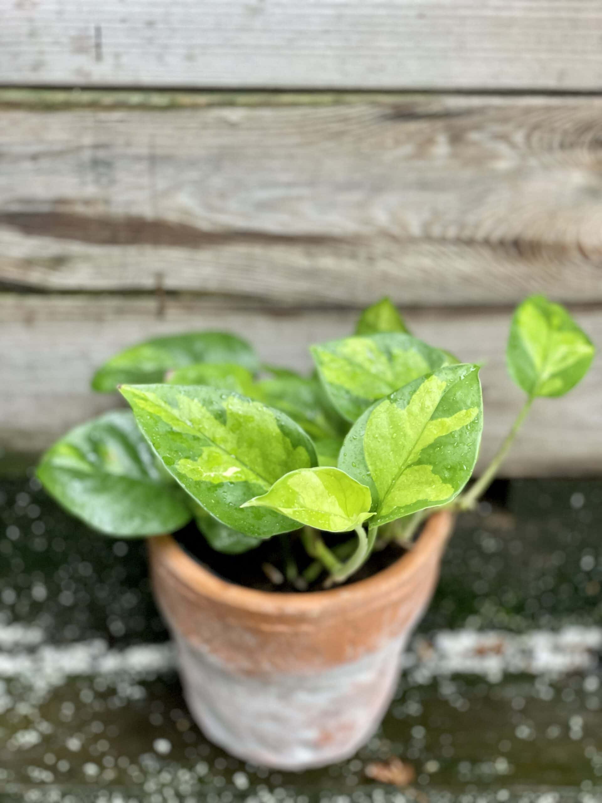 Epipremnum pinnatum Global Green - Jungle Boogie