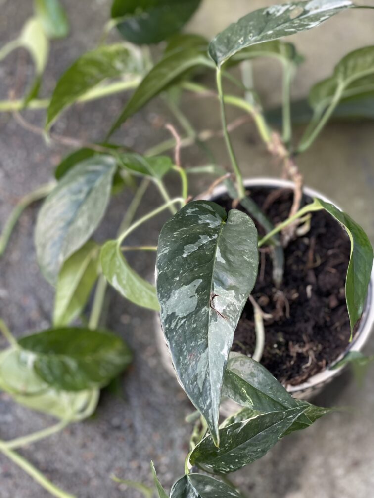Zdjęcie rośliny Epipremnum pinnatum variegata, ujęcie 1