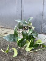Zdjęcie rośliny Epipremnum pinnatum variegata, ujęcie 2