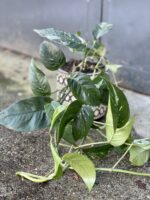Zdjęcie rośliny Epipremnum pinnatum variegata, ujęcie 3