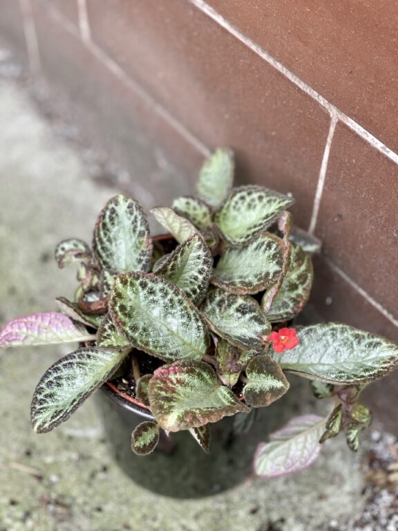Zdjęcie rośliny Episcia cupreata Harlequin, ujęcie 1