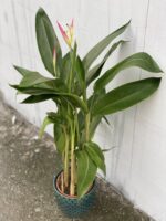 Zdjęcie rośliny Heliconia psittacorum Hawaii, ujęcie 1