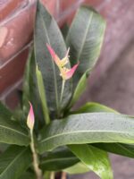 Zdjęcie rośliny Heliconia psittacorum Hawaii, ujęcie 3
