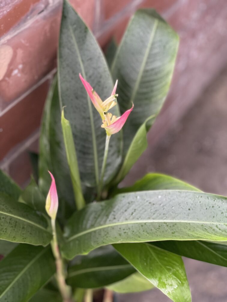 Zdjęcie rośliny Heliconia psittacorum Hawaii, ujęcie 3