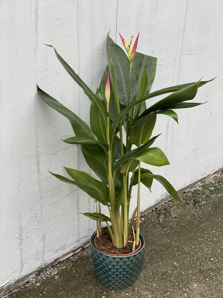 Zdjęcie rośliny Heliconia psittacorum Hawaii, ujęcie 4