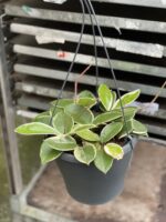 Zdjęcie rośliny Hoya krimson queen, ujęcie 3