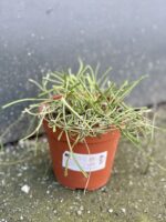 Zdjęcie rośliny Hoya retusa, ujęcie 2