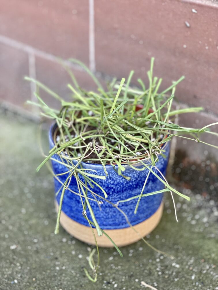 Zdjęcie rośliny Hoya retusa, ujęcie 3