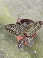 Zdjęcie rośliny Macodes petola Spidy Pink, ujęcie 1