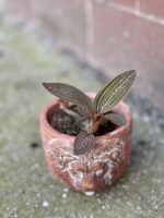Zdjęcie rośliny Macodes petola Spidy Pink, ujęcie 3