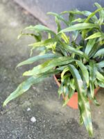 Zdjęcie rośliny Microsorum diversifolium, ujęcie 1