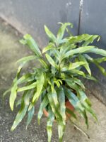 Zdjęcie rośliny Microsorum diversifolium, ujęcie 2