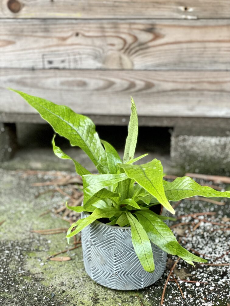 Zdjęcie rośliny Microsorum musifolium Crocodyllus, ujęcie 4