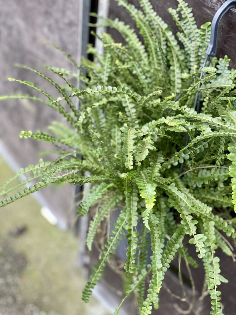 Zdjęcie rośliny Nephrolepis cordifolia Duffii (Nefrolepis), ujęcie 2