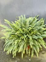 Zdjęcie rośliny Nephrolepis exaltata Green Lady (Nefrolepis wyniosły), ujęcie 2