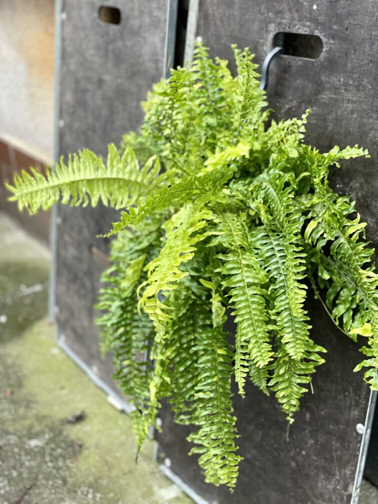 Zdjęcie rośliny Nephrolepis exaltata Tiger variegata (Nefrolepis wyniosły), ujęcie 1