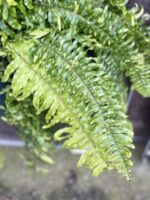 Zdjęcie rośliny Nephrolepis exaltata Tiger variegata (Nefrolepis wyniosły), ujęcie 4