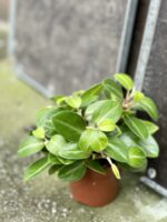 Zdjęcie rośliny Peperomia obtusifolia Pixie, ujęcie 1