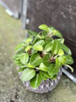 Zdjęcie rośliny Peperomia obtusifolia Pixie, ujęcie 3