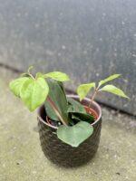 Zdjęcie rośliny Peperomia pereskiifolia, ujęcie 2